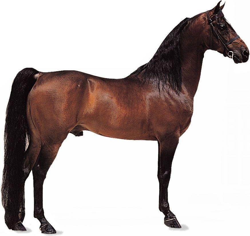 y coat.jpg66ea49cd08917 - Dream About Seeing A Horse – Exploring the Meaning