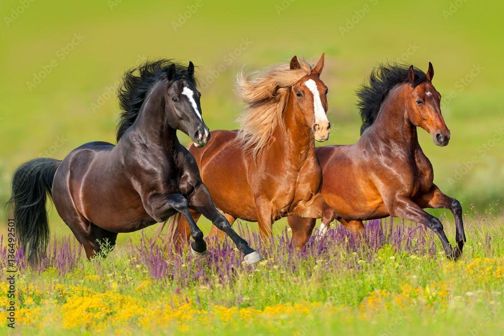 ymEIbp - Dream About 4 Horses – Causes and Interpretations