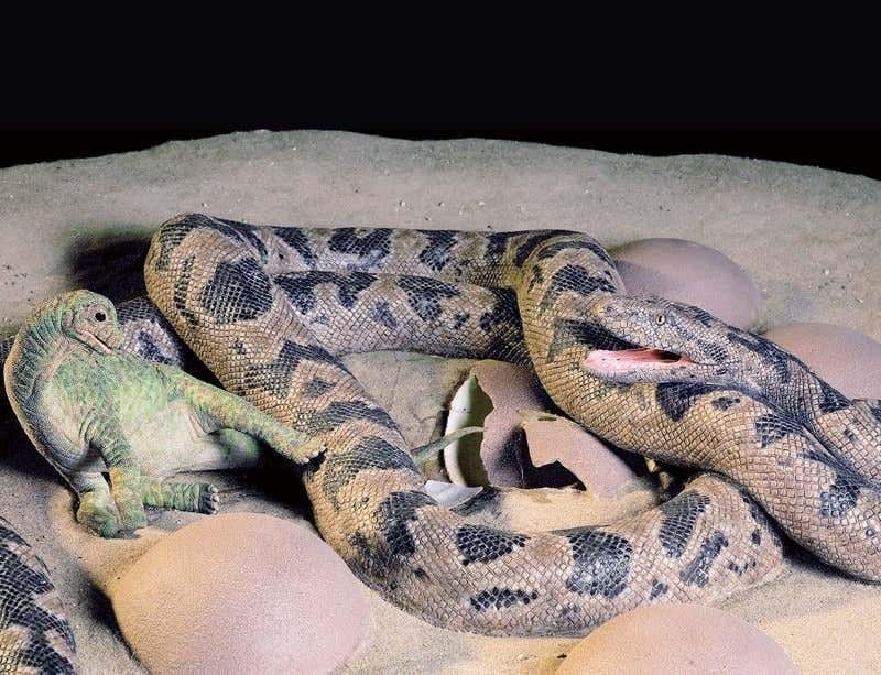 1 800 - Dream About Snake Eating A Baby – Symbolism and Significance