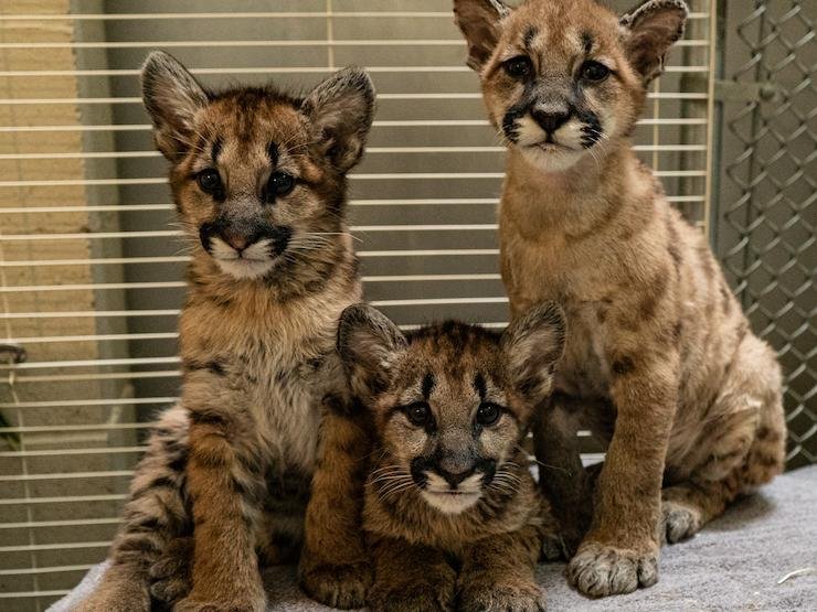 25202 - Dream About Mountain Lion Cubs – Symbolism and Significance