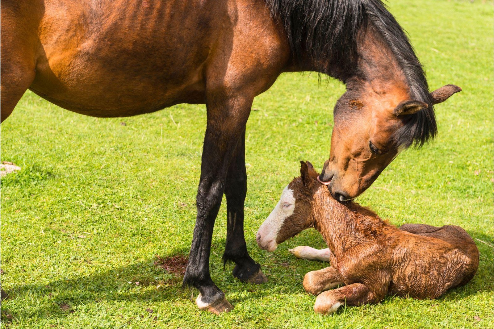 Canva - Dream About A Newborn Horse – What It Could Indicate