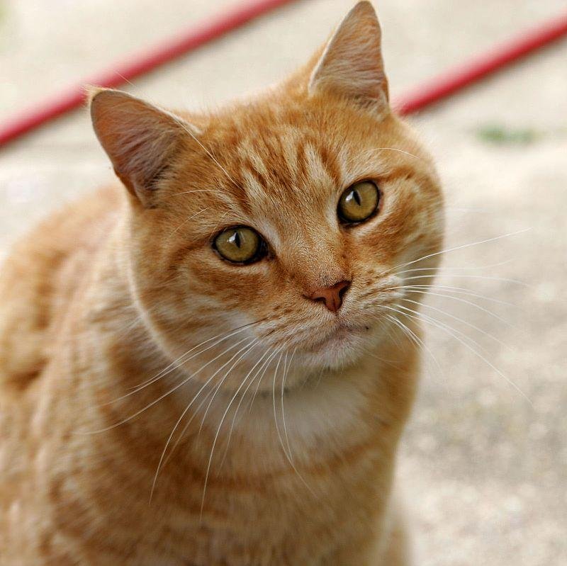 Cat03.jpg670c58e0c87d0 - Dream About My Cat That Passed Away – Causes and Interpretations