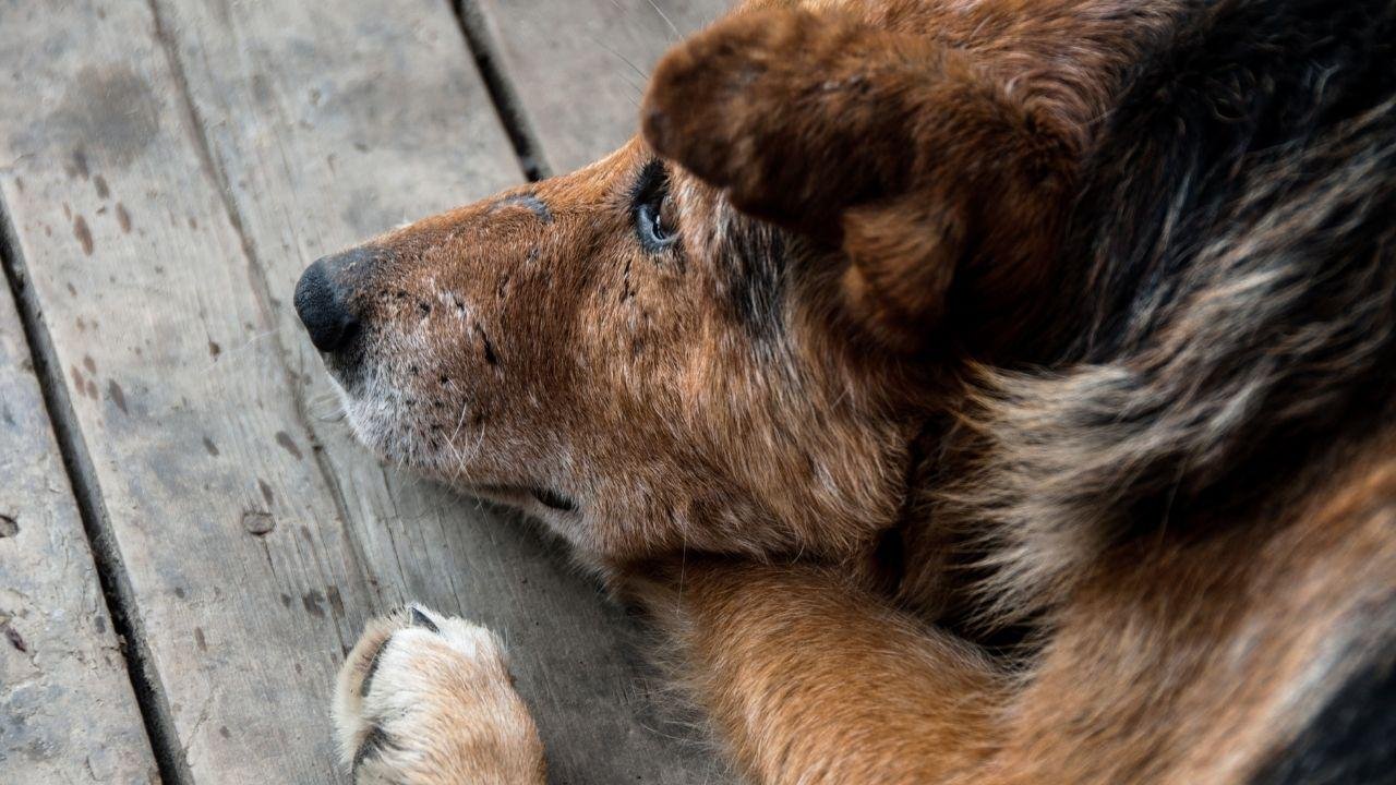 Dying.jpg671018682539a - Dream About Dog Dying – Causes and Interpretations