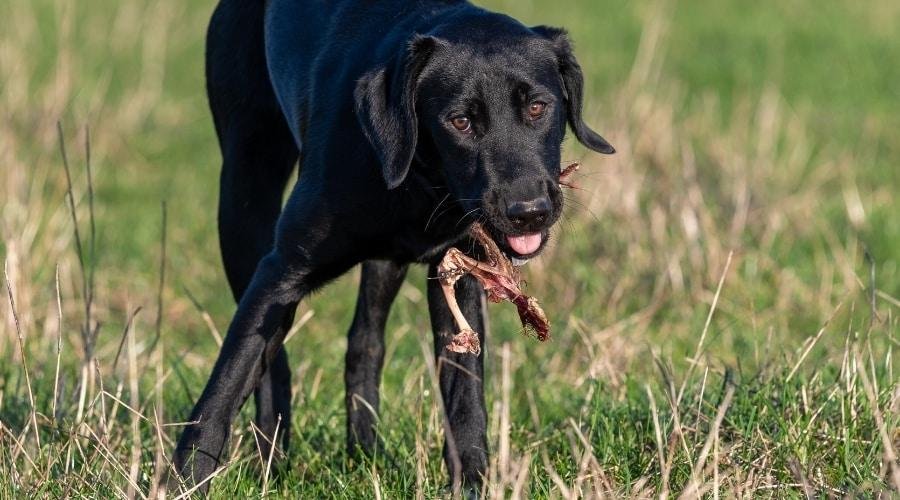 Field - Dream About Dog Eating Bird – Analysis and Explanation