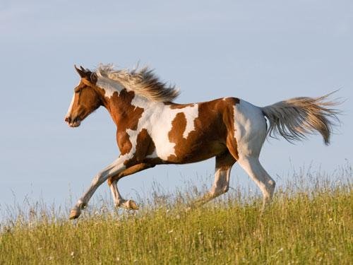 Horse.jpg66fb5bd2dc0b8 - Dream About Buying A Horse – Causes and Interpretations