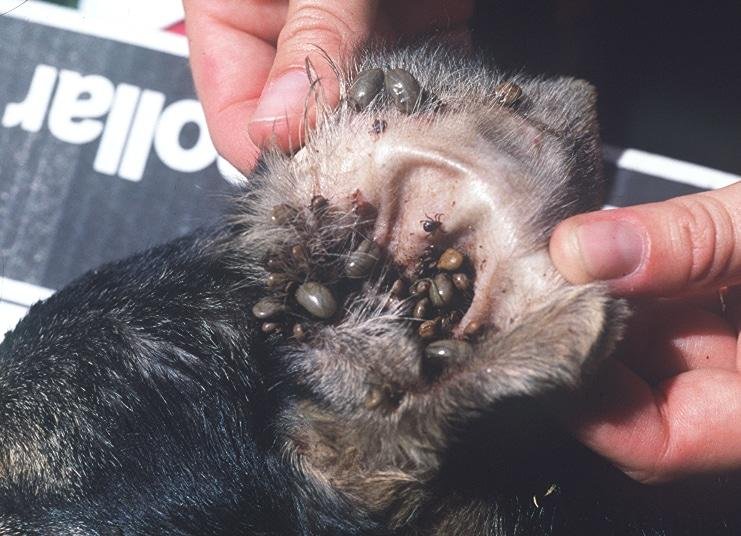 Irwin - Dream About Dog With Ticks – Causes and Interpretations