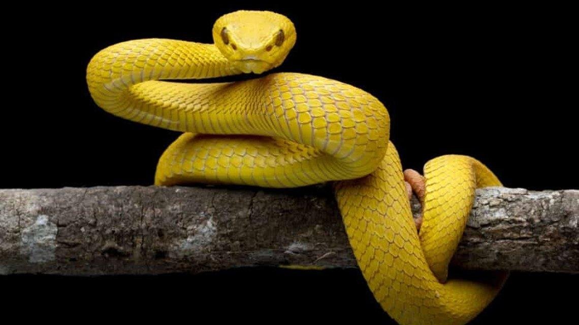 Snake - Dream About Yellow Snake In Islam – Spiritual and Psychological Insights