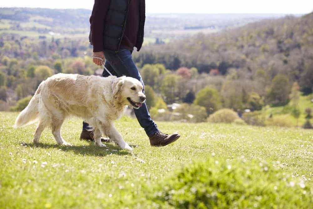 Theft - Dream About Dog Being Stolen – Spiritual and Psychological Insights