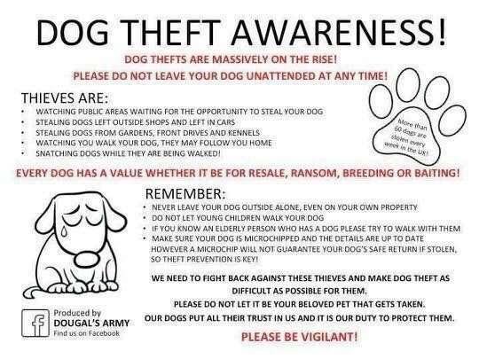 Theft.jpg670f209e315f2 - Dream About Dog Being Stolen – Spiritual and Psychological Insights