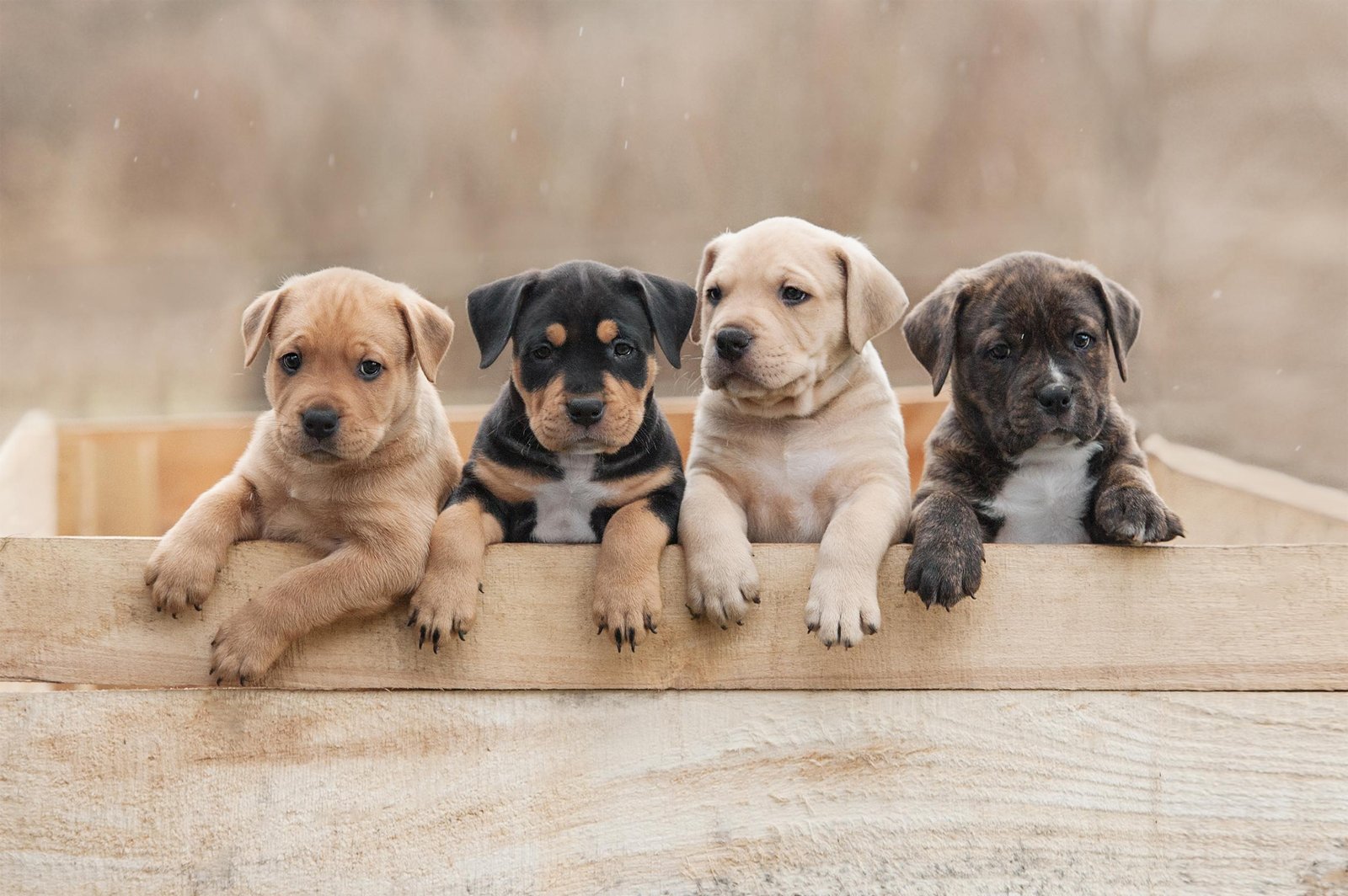 a box - Dream About 3 Puppies – Understanding Its Implications