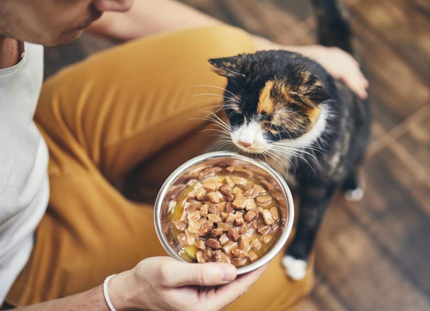 a cat - Dream About Forgetting To Feed Cat – Analysis and Explanation