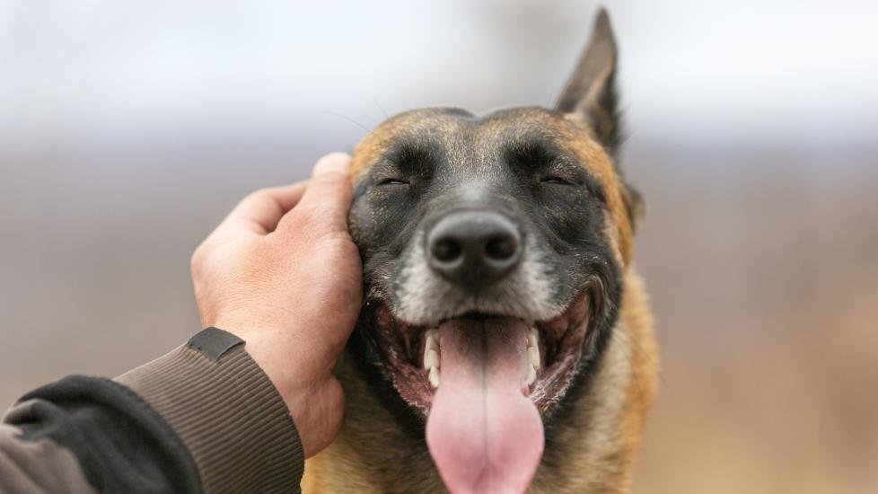 a dog - Dream About Petting A Dog – Symbolism and Significance