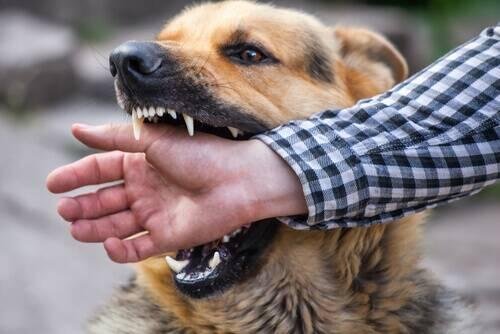 bites.jpg67169b70adfc3 - Dream About Being Attacked By A Dog – Spiritual and Psychological Insights