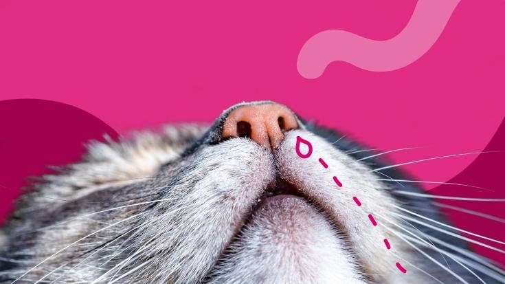 bleed - Dream About Cat Bleeding – What It Could Indicate