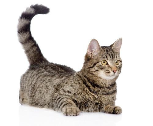 bones - Dream About Cat'S Tail Falling Off – Spiritual and Psychological Insights