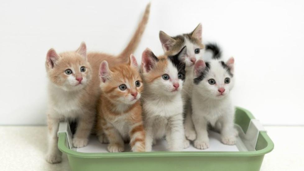 boxes - Dreams About Multiple Cats In Islam – What It Represents