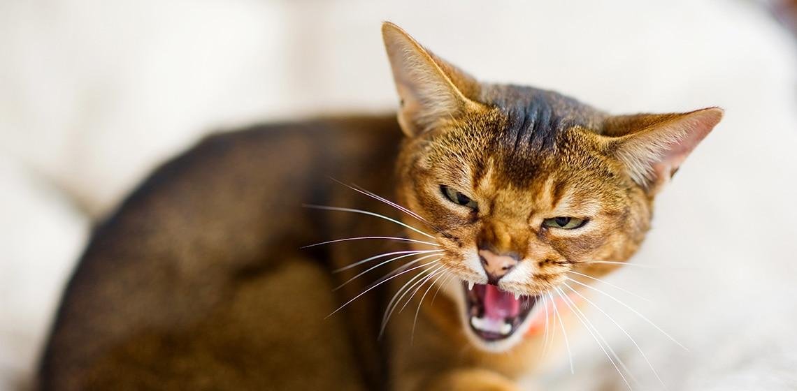 cat 1 - Dream About Cat Hissing At Me – Hidden Messages and Insights