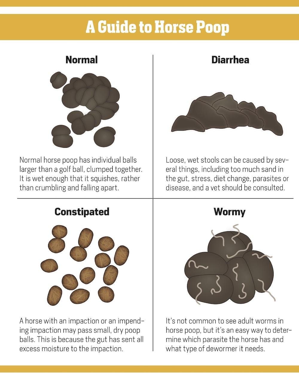 chart.jpg67064c07c9c96 - Dream About Horse Poop – Analysis and Explanation