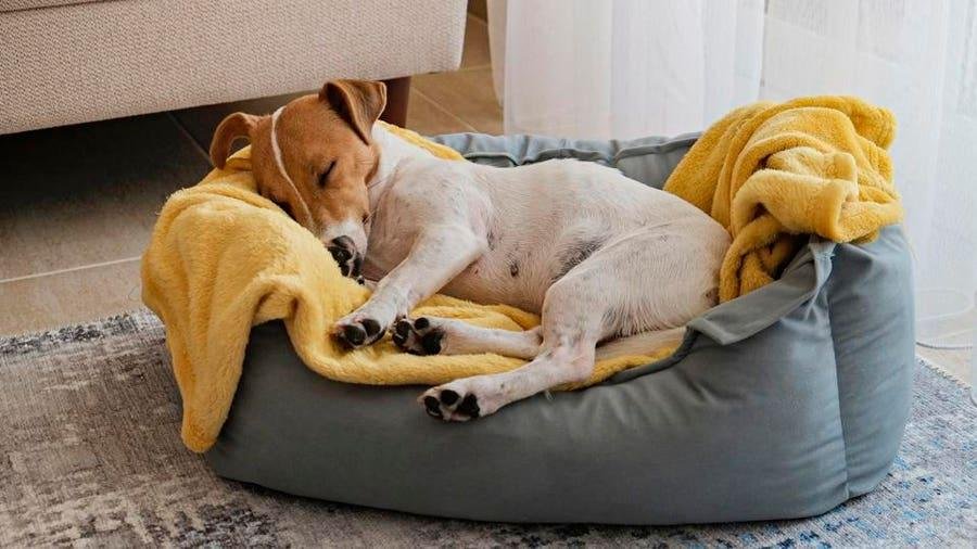 dream.jpg66fdd81a9ece9 - Dream About My Dog Who Passed Away – Spiritual and Psychological Insights