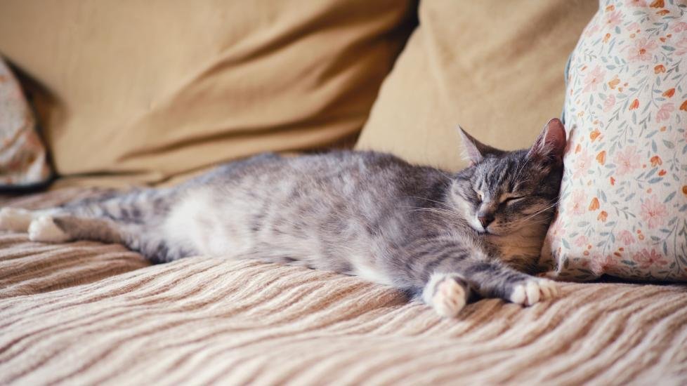 dying.jpg6703a90f25383 - Dream About Cat Dying – Analysis and Explanation