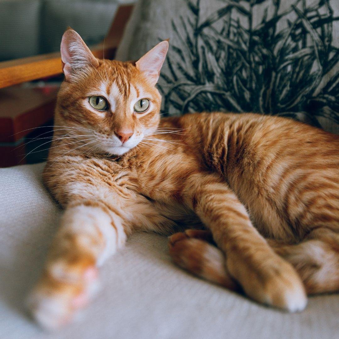 facts.jpg67129890db878 - Dream About Ginger Cat – Exploring the Meaning