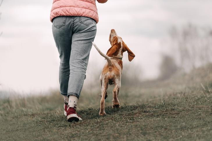 field.jpg6712eb868bc92 - Dream About Dog Following You – Decoding the Message
