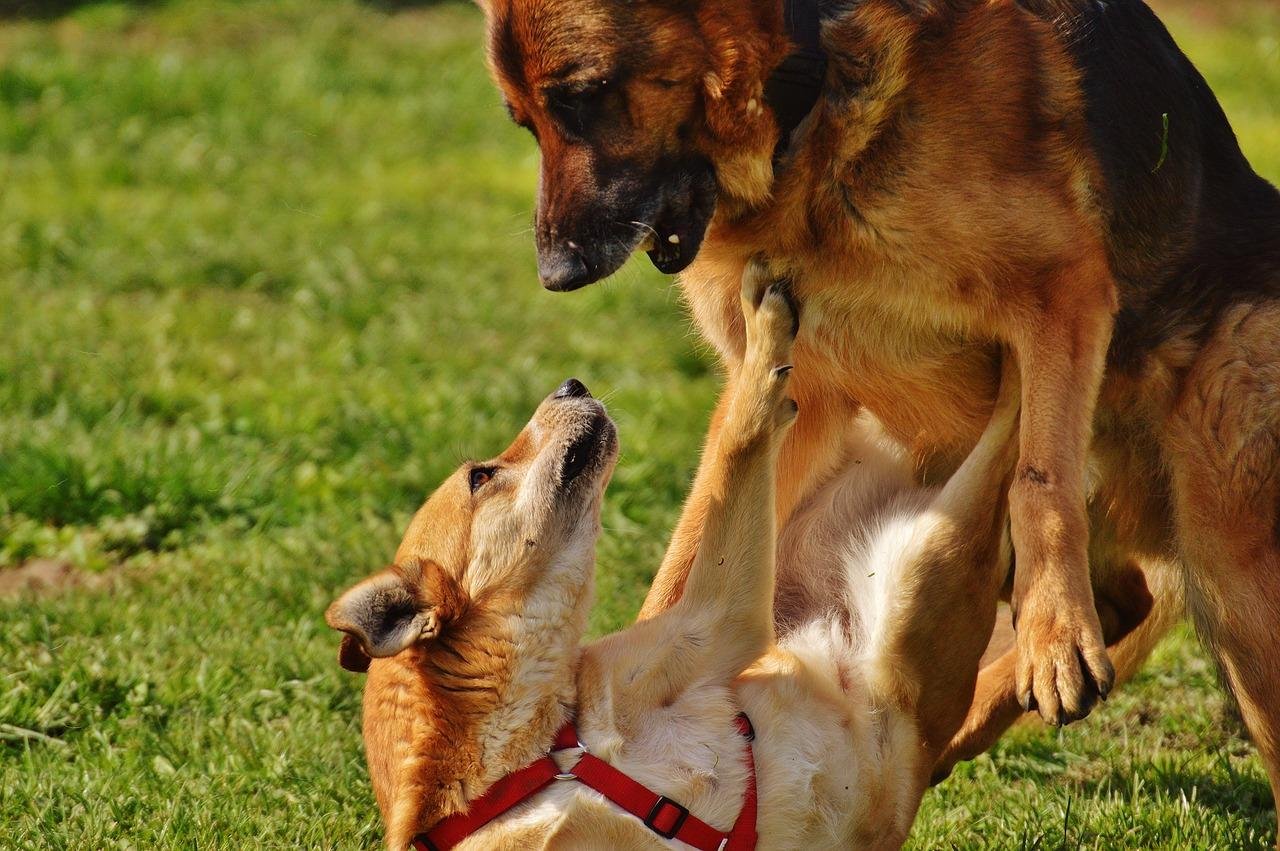 fight - Dream About Dog Attacking Another Dog – Spiritual and Psychological Insights