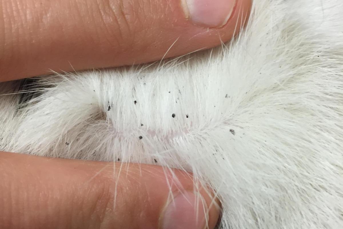 fleas - Dream About Fleas On Cat – Decoding the Message