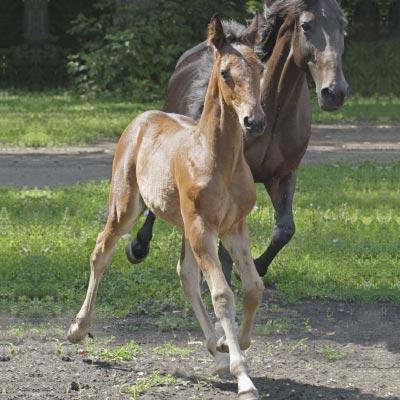 horse - Dream About Young Horse – Exploring the Meaning