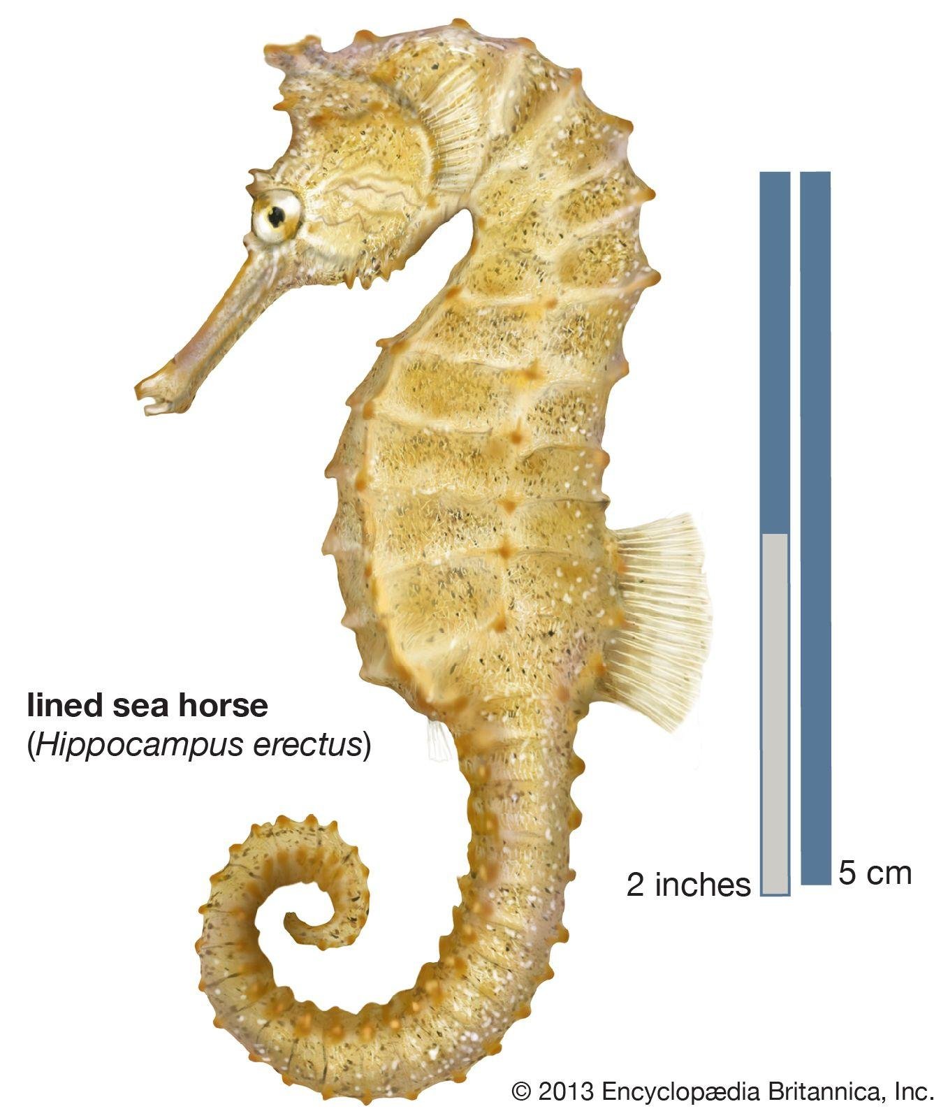 horse.jpg670027328b80d - Dream About Sea Horse – Spiritual and Psychological Insights