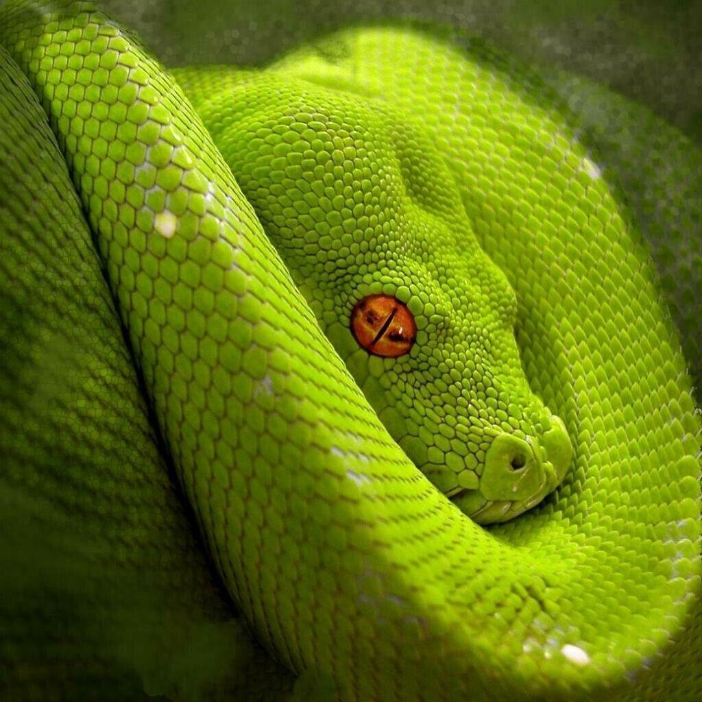 l1200.jpg6708feaba85fd - Dream About Green Snake – Hidden Messages and Insights