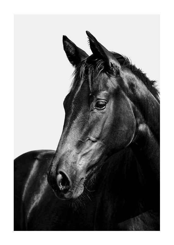 large - Dream About A Black Horse – Understanding Its Implications