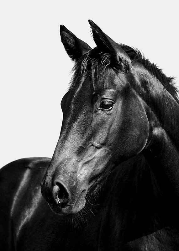 large.jpg67050a14c2cd9 - Dream About Black Horse – Symbolism and Significance