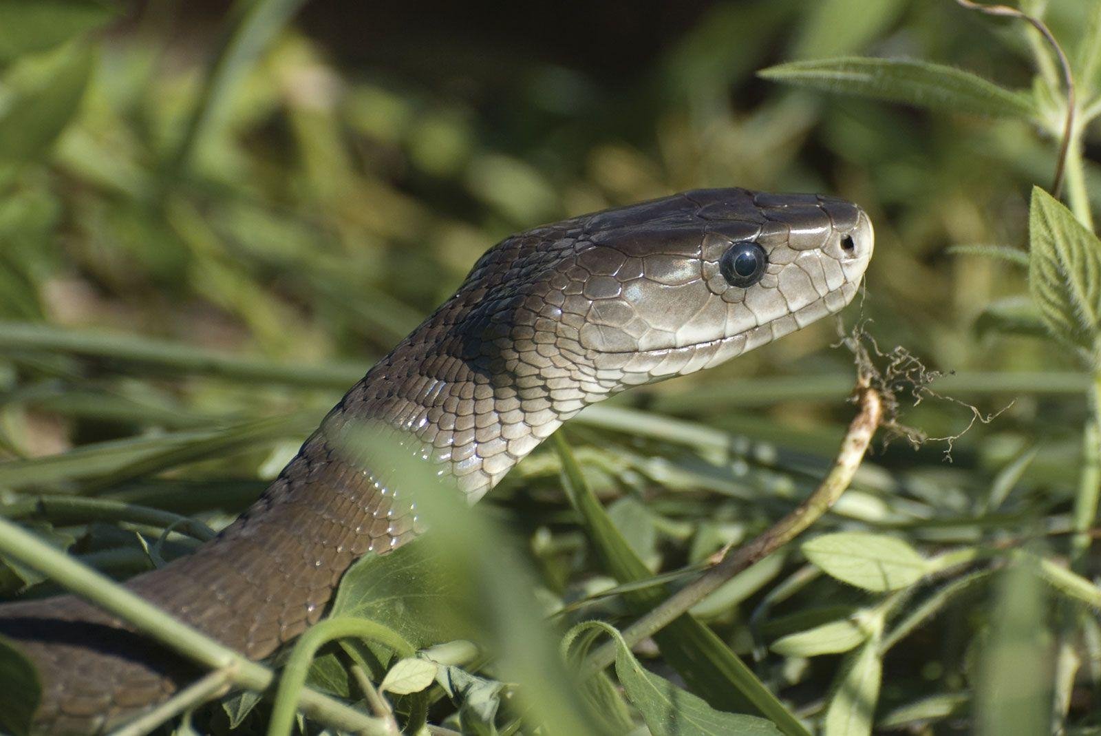mamba.jpg670a7053e6a31 - Dream About A Venomous Snake – Symbolism and Significance