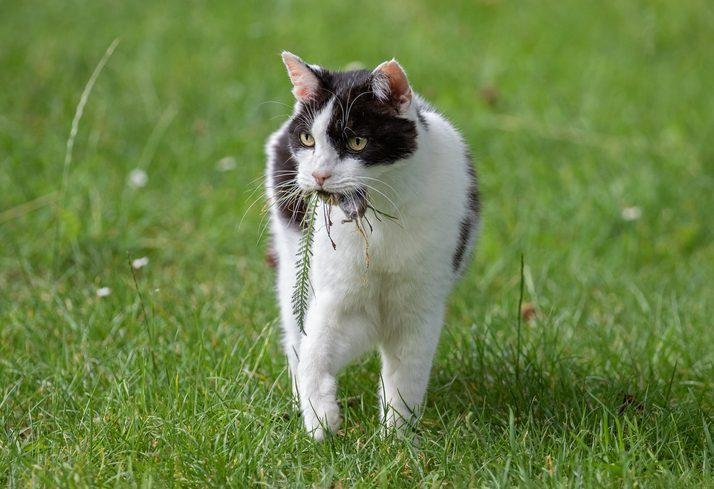 mouse - Dream About Cat Catching Mouse – What It Could Indicate