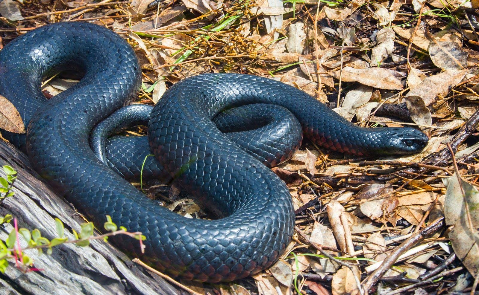 snake - Dream About 2 Black Snakes – What It Could Indicate