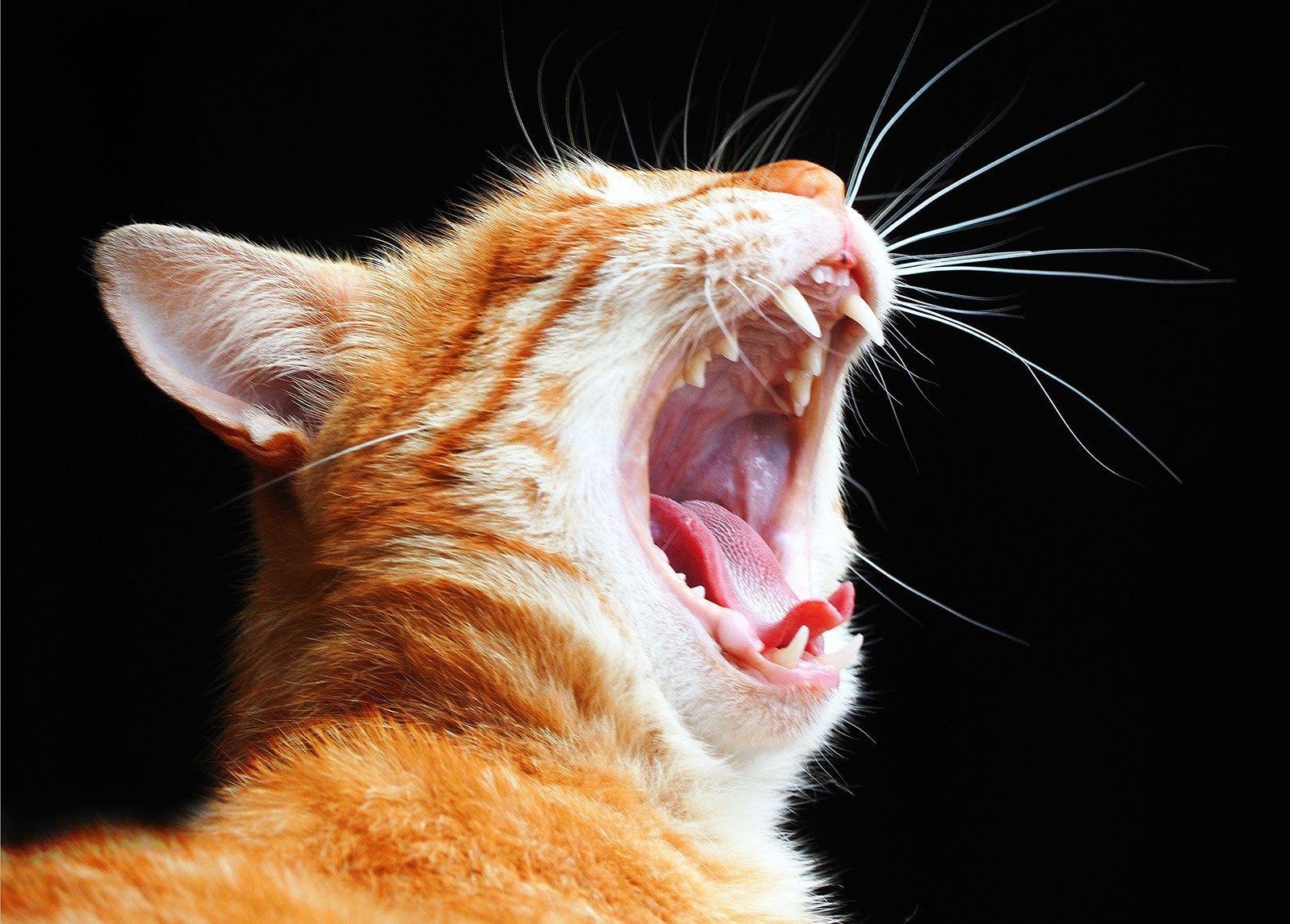 teeth - Dream About Cat With Kittens – Spiritual and Psychological Insights