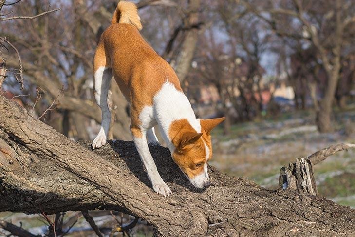 trunk - Dream About Dog Sniffing Me – Causes and Interpretations