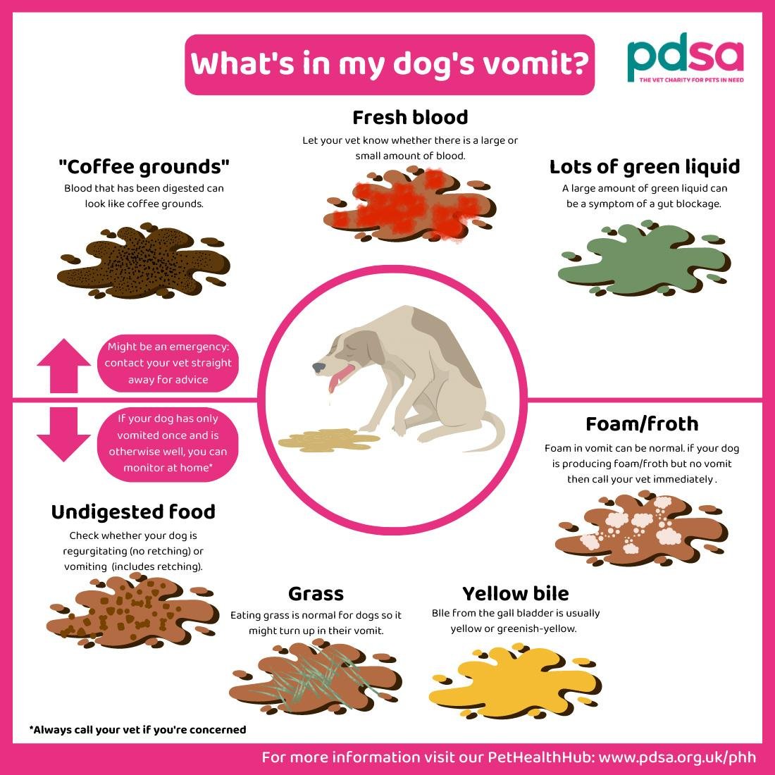 vomit - Dream About Dog Throwing Up – Understanding Its Implications