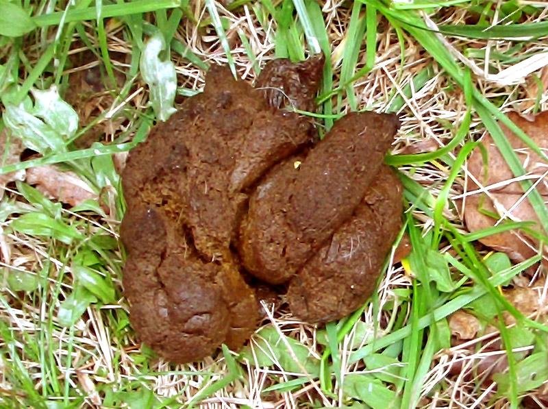 week1 - Dream About Dog Feces – Exploring the Meaning