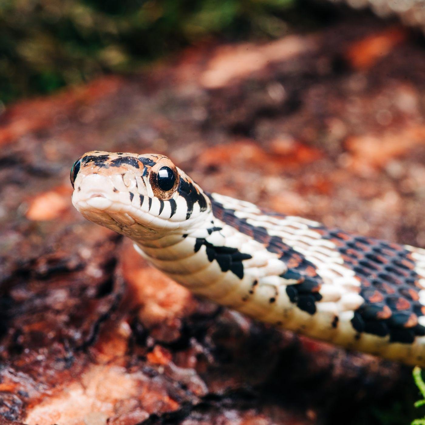 .w1400.jpg6708bb0becdf2 - Dream About Snake Chasing You – Analysis and Explanation