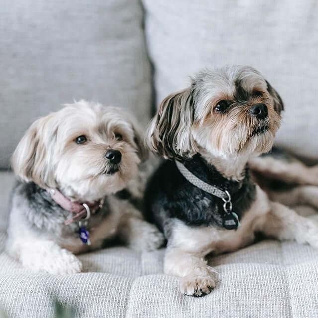 0 list - Dream About Small Dog – Spiritual and Psychological Insights
