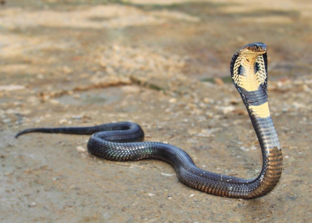 00 715.jpg670f9ed4d6747 - Dream About Snake Swallowing Someone – What It Represents