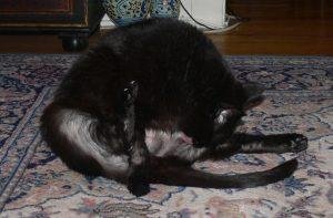 00x197 - Dream About Cat Losing Fur – Decoding the Message
