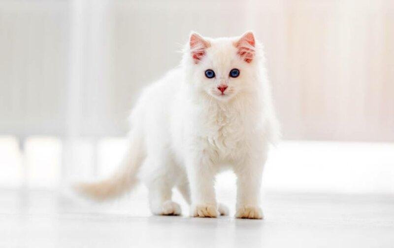 00x503.jpg67007edfd5e72 - Dream About White Cat In Islam – Exploring the Meaning