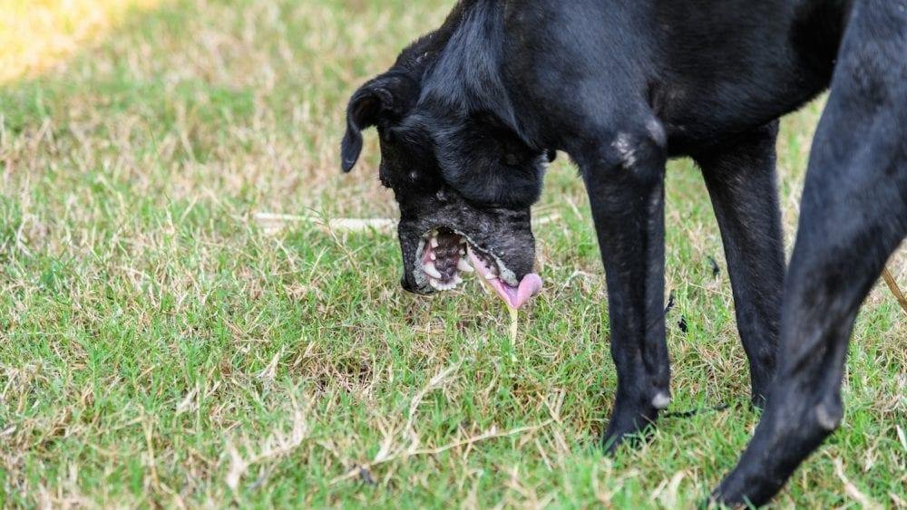 00x563 - Dream About Dog Eating Rat – Exploring the Meaning