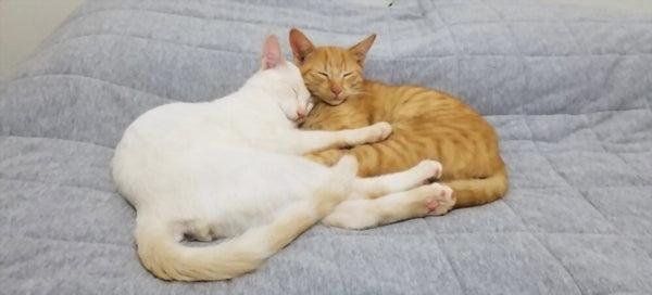 00x600.jpg670bf07754eeb - Dream About Cat Cuddling Me – Exploring the Meaning