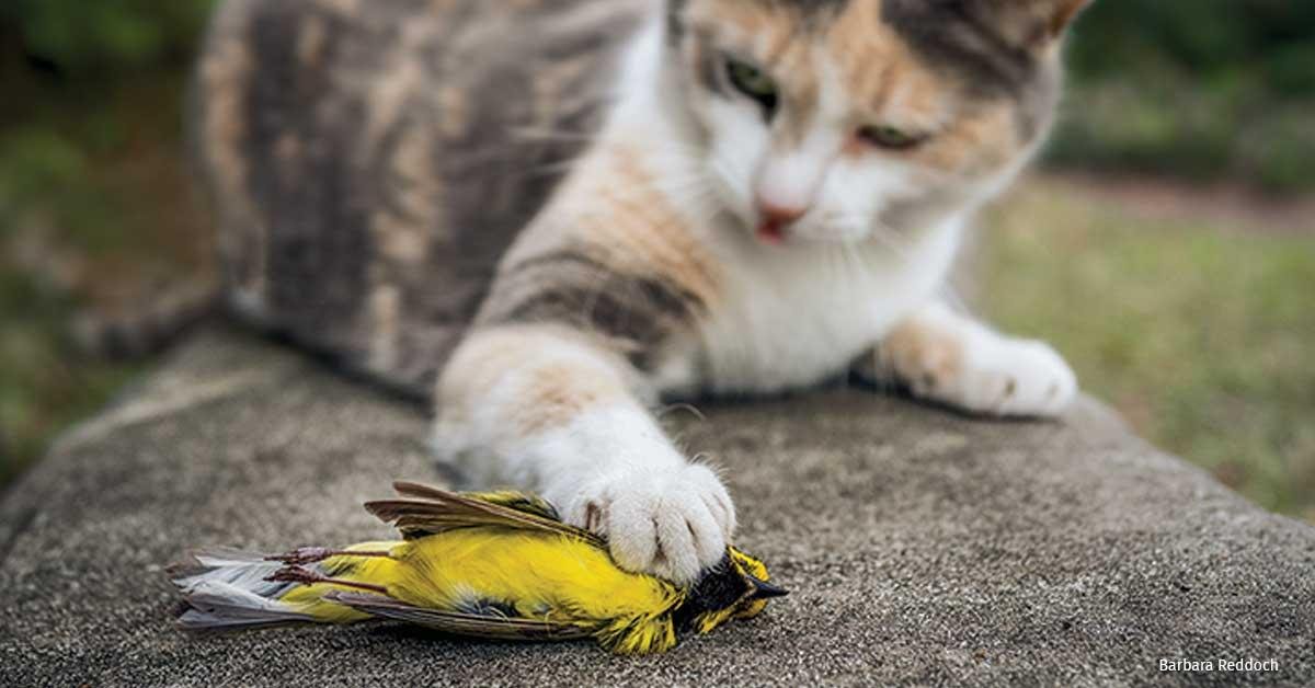 00x628 - Dream About Cat Killing Bird – Decoding the Message