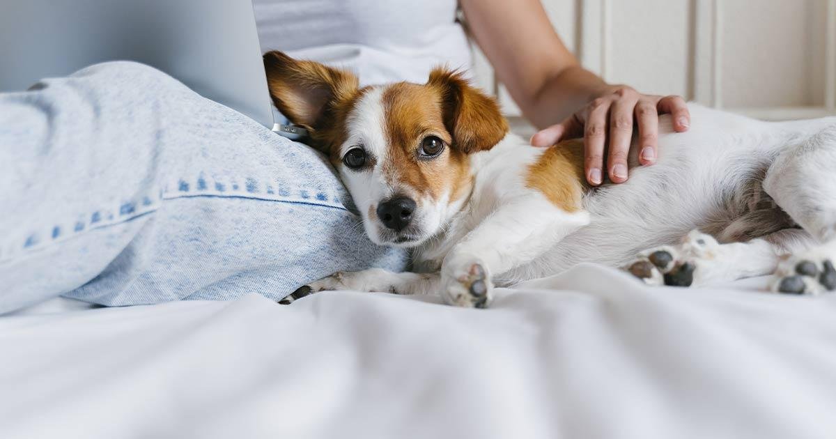 00x630 - Dream About Cuddling A Dog – Exploring the Meaning