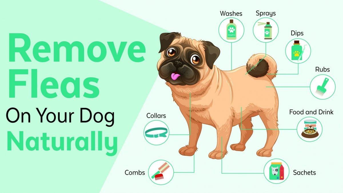 00x675 - Dream About Dog Having Fleas – Hidden Messages and Insights